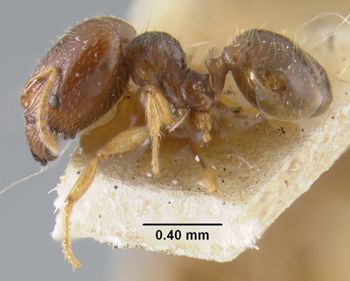 Media type: image;   Entomology 20678 Aspect: habitus lateral view